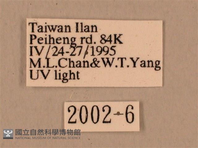 背中白天蛾藏品圖，第3張