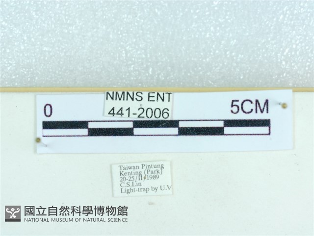 粉蝶燈蛾藏品圖，第3張