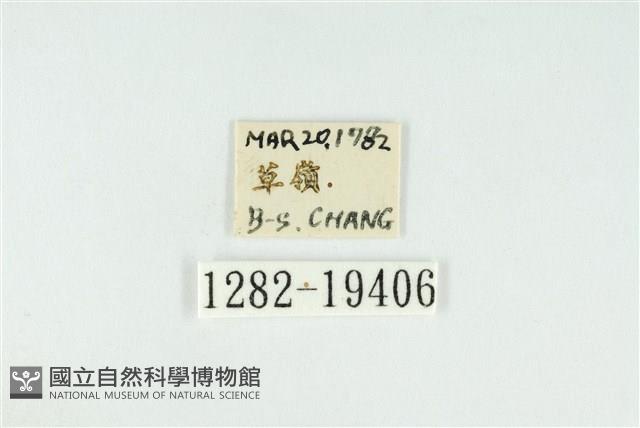 寬紋黃毒蛾藏品圖，第3張