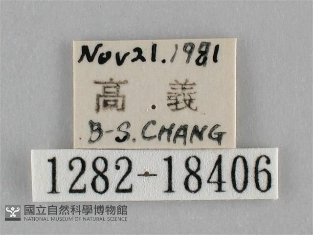 纖粉蝶藏品圖，第3張