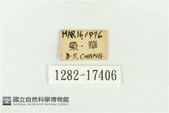 北黃蝶藏品圖，第3張