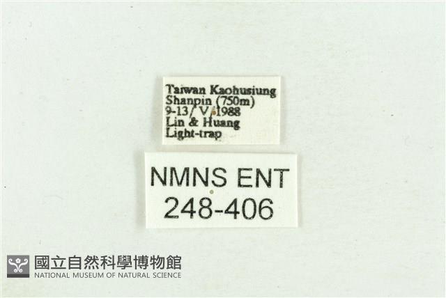 臺灣斑蕊夜蛾藏品圖，第3張