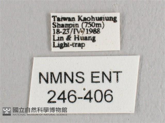 彎黑黃鉤蛾藏品圖，第3張