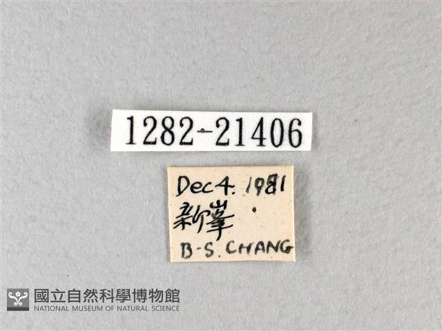 禾弄蝶藏品圖，第3張