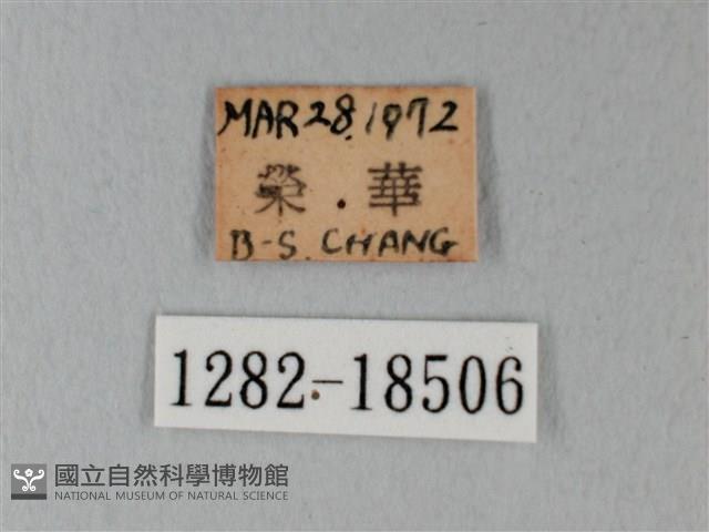 日本紫灰蝶藏品圖，第3張