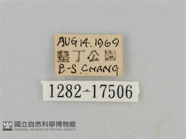 紅星脈蛺蝶藏品圖，第3張