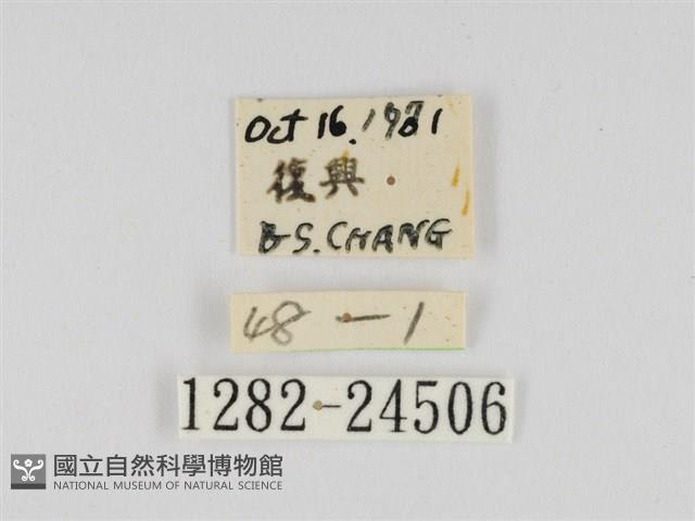 線紋篩蛾藏品圖，第3張