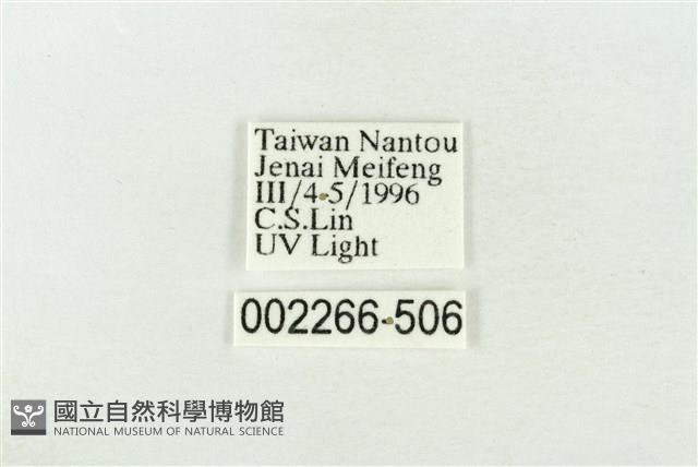 連珠波紋蛾藏品圖，第3張