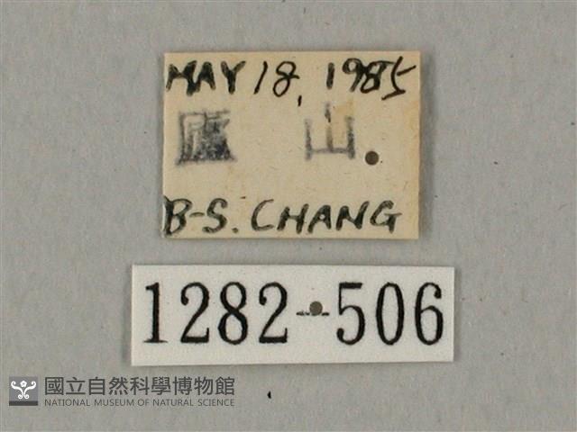 鬼臉天蛾藏品圖，第3張