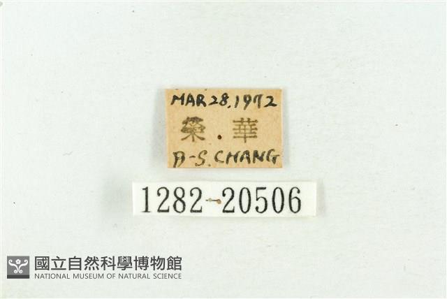 高砂燕灰蝶藏品圖，第3張