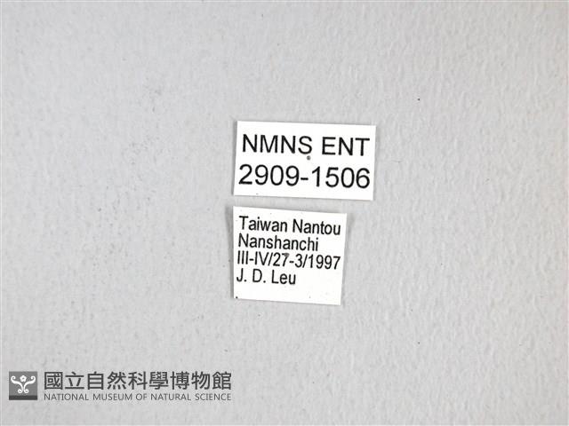 黃星斑鳳蝶藏品圖，第3張