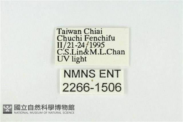 黑翅黃毒蛾藏品圖，第3張