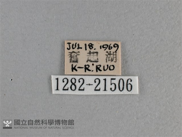 黃星弄蝶藏品圖，第3張