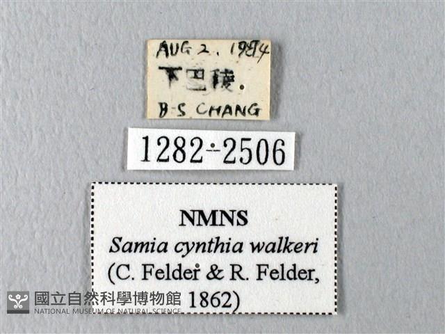 眉紋天蠶蛾藏品圖，第3張