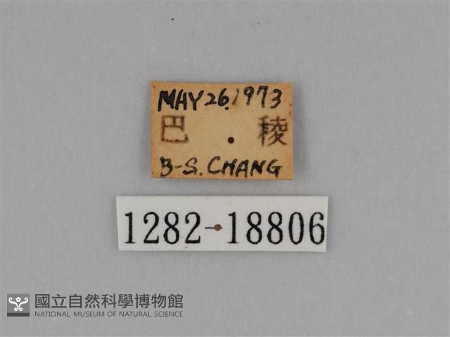 圓翅鉤粉蝶藏品圖，第3張