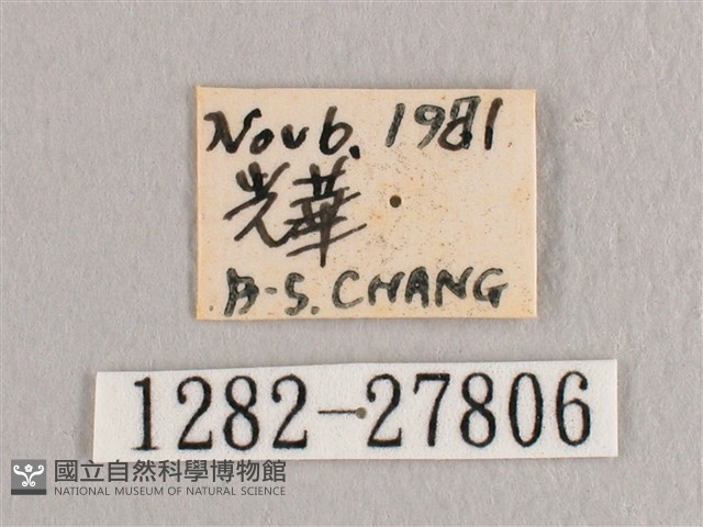 黃鉤蛾藏品圖，第3張