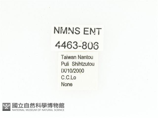 臺灣瘦花金龜藏品圖，第2張