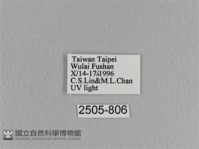 大褐斑枯葉蛾藏品圖，第3張