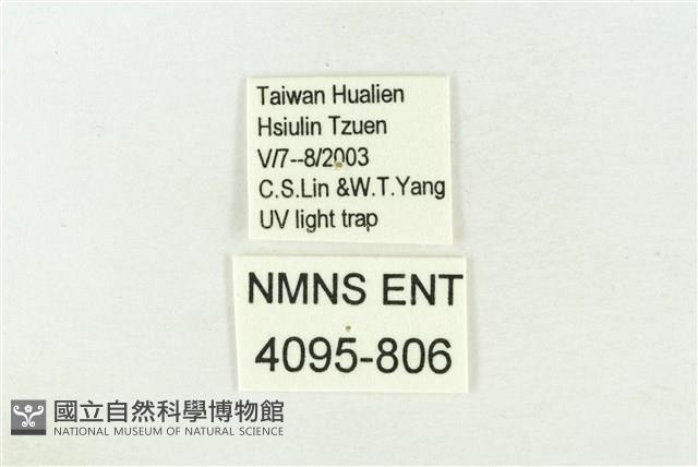 棍棒污燈蛾藏品圖，第3張