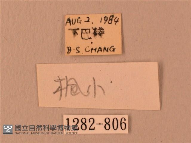 楓天蛾藏品圖，第3張