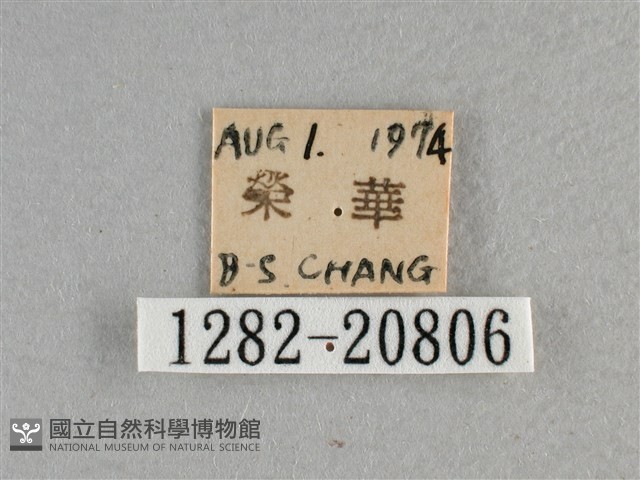 白斑弄蝶藏品圖，第3張