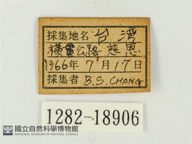青雀斑灰蝶藏品圖，第3張