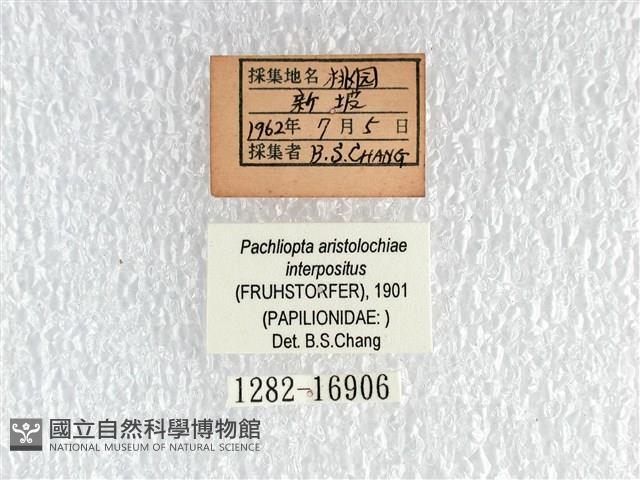 紅珠鳳蝶藏品圖，第3張