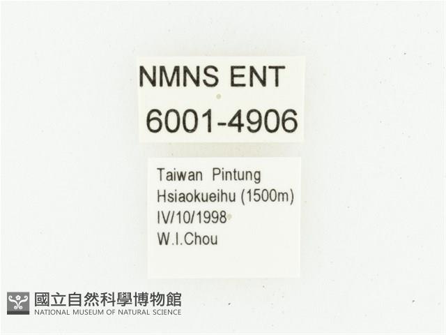 艷邊花金龜藏品圖，第2張