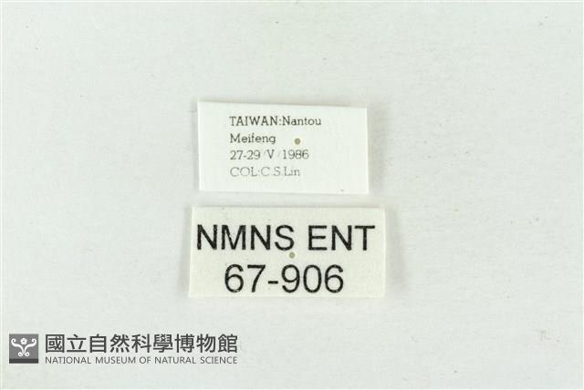 連珠波紋蛾藏品圖，第3張