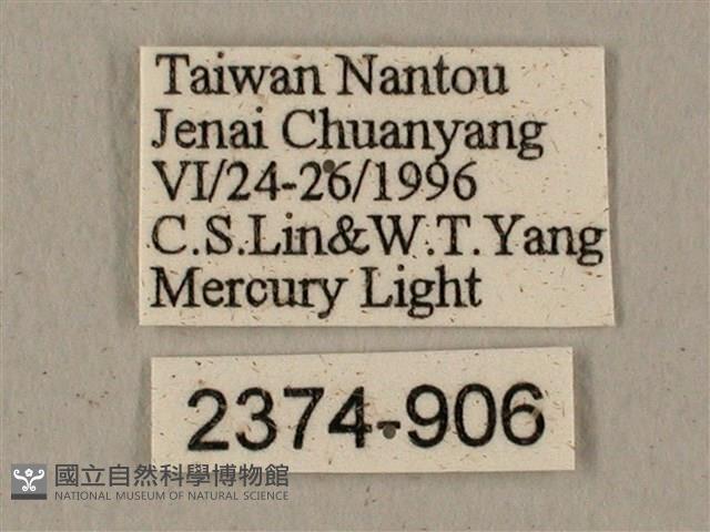 全緣缺角天蛾藏品圖，第3張