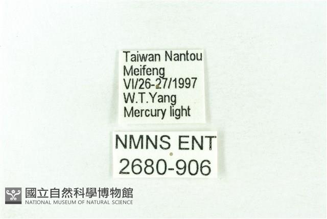 赭新污燈蛾藏品圖，第3張