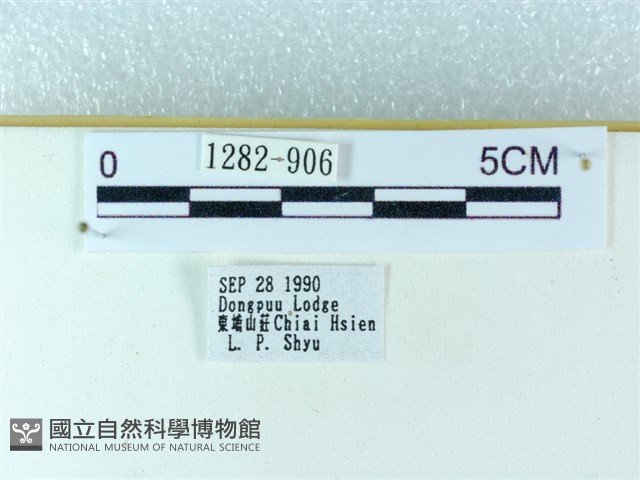 粉蝶燈蛾藏品圖，第3張
