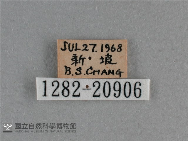 小稻弄蝶藏品圖，第3張