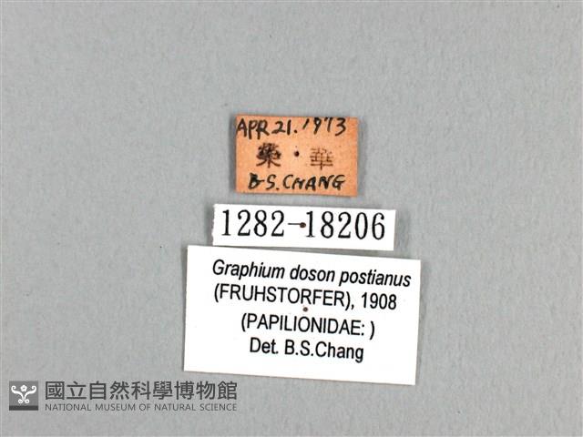 木蘭青鳳蝶藏品圖，第3張