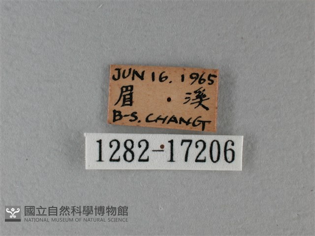 黃鉤蛺蝶藏品圖，第3張