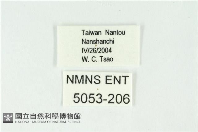 巒大鋸灰蝶藏品圖，第3張