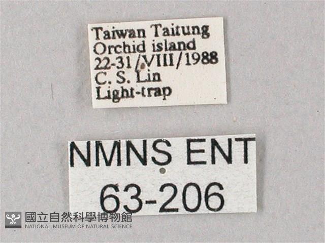 直翅斜紋天蛾藏品圖，第3張