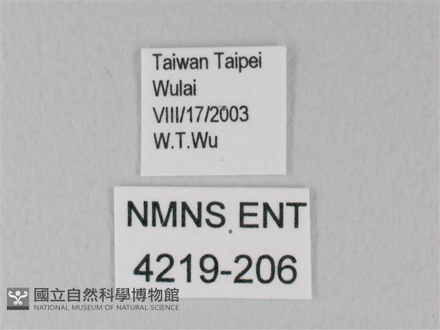 青珈波灰蝶藏品圖，第3張
