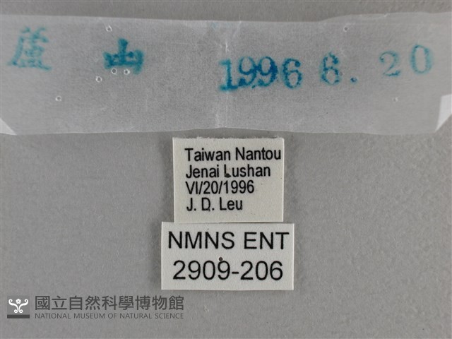 曲紋黛眼蝶藏品圖，第3張