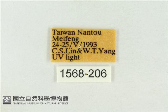 棍棒污燈蛾藏品圖，第3張