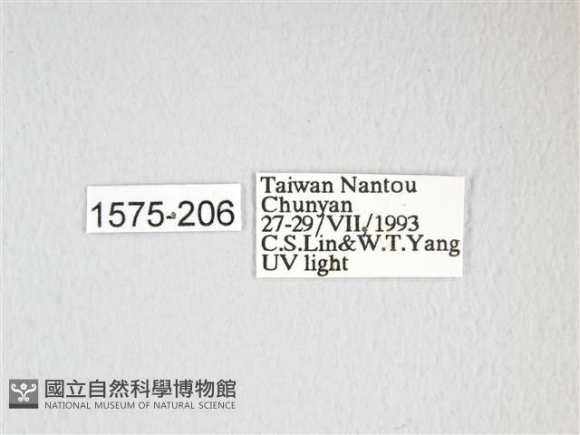 大透目天蠶蛾藏品圖，第3張