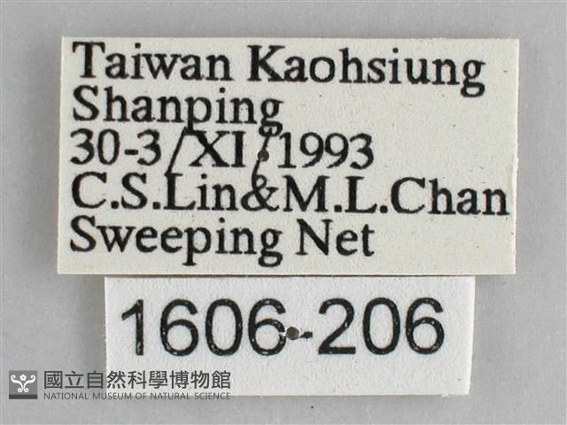 森林暮眼蝶、黑樹蔭蝶藏品圖，第3張