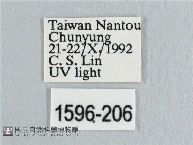 銀斑黃鉤蛾藏品圖，第3張