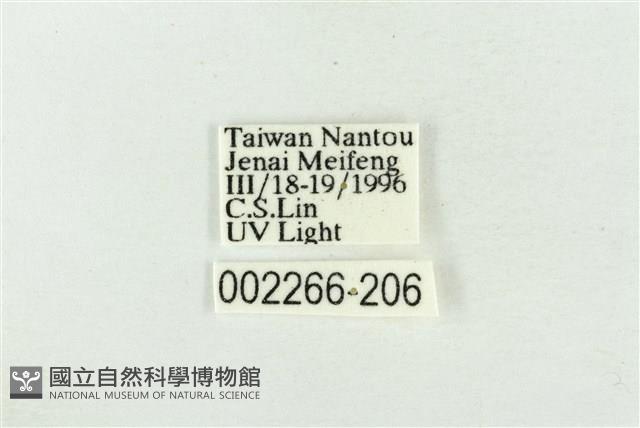 帶波紋蛾藏品圖，第3張