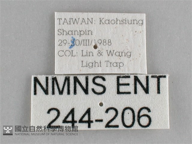 臺灣黛眼蝶藏品圖，第3張