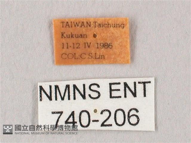 栗六點天蛾藏品圖，第3張