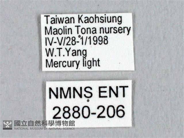 蓬萊灰紋帶蛾藏品圖，第3張