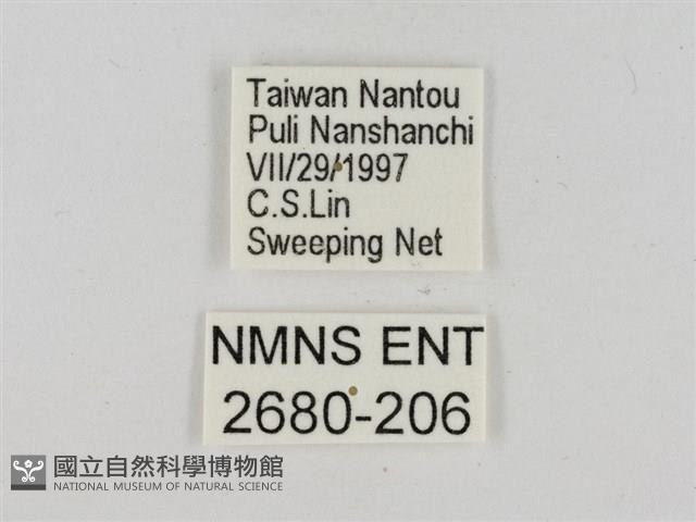 淡褐脈粉蝶藏品圖，第3張