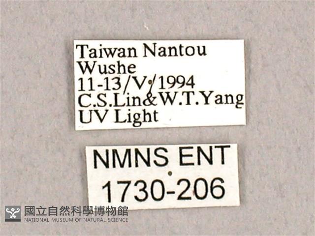 枯球籮紋蛾藏品圖，第3張