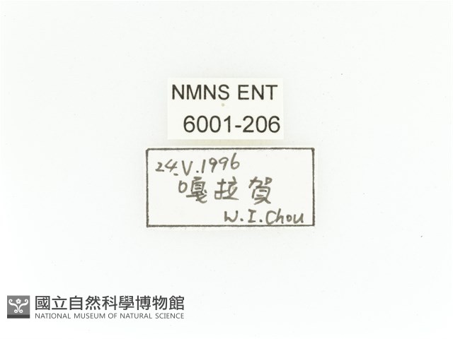 臺灣角金龜藏品圖，第2張